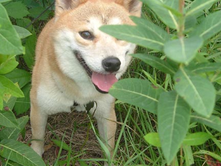 Hunter