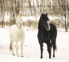 Destinata and Muffin