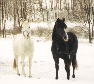 Destinata and Muffin