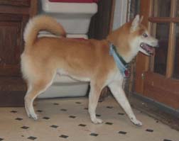 Duke1