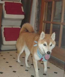 duke2