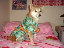 hawaiinNic