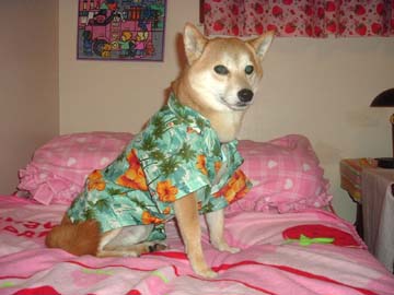hawaiinNic