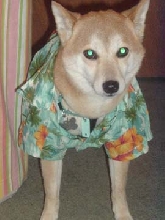 hawaiinNic2