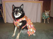 hawaiinkya