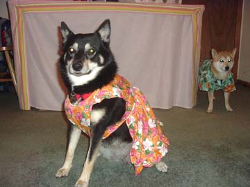 hawaiinkya