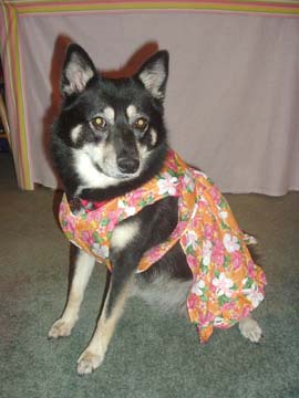 hawaiinkya2