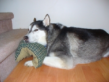 kota with his pillow