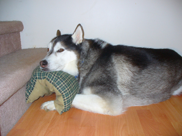kota with his pillow