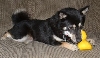 Kya with kotas ducky