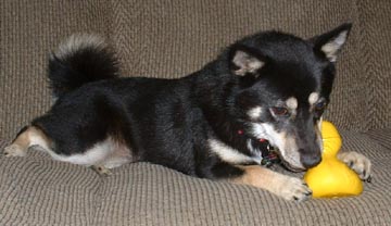 Kya with kotas ducky