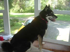 Kya on patrol