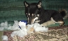 toy killer!