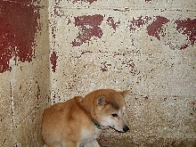 Nic in dirty shelter