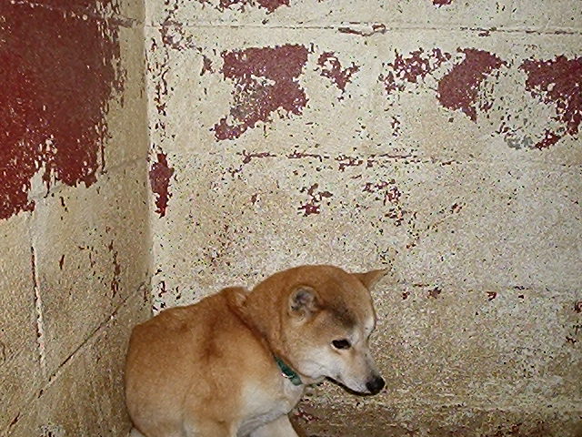 Nic in dirty shelter