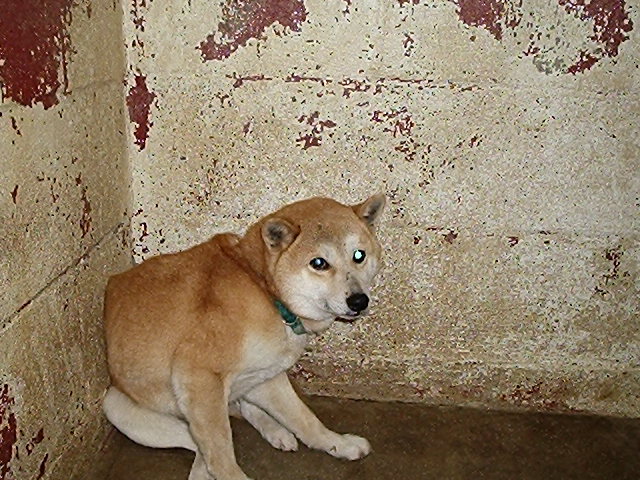 scared nic in shelter