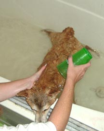 Nic's taking a bath