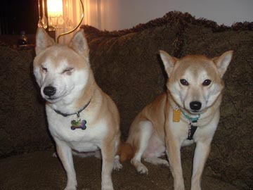 1 nic and foxy