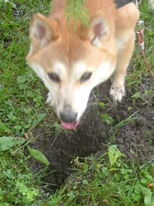 hole
