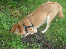 dig dig