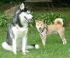 Nic and Kota behaving together