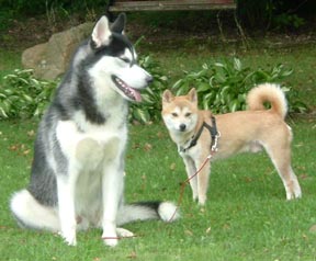 Nic and Kota behaving together