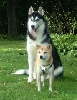 Nic and Kota being buddies