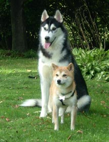 Nic and Kota being buddies