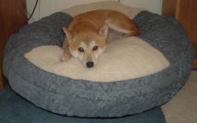 Nic's new bed
