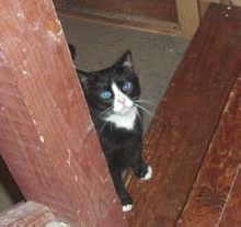 peepers