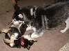 Kya and Kota playing