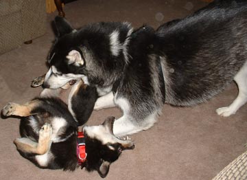 Kya and Kota playing