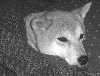 sleepy