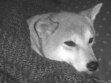sleepy