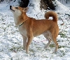nic in the snow