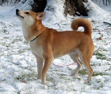 nic in the snow