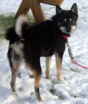 kya in the snow