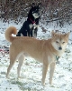 Nic and kya in the snow