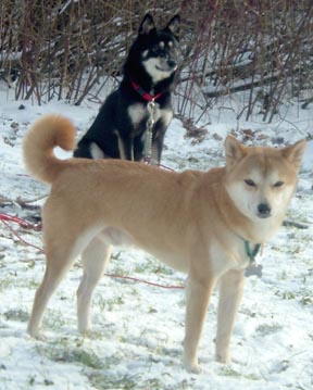 Nic and kya in the snow