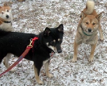 1 spice and kya