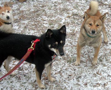 1 spice and kya