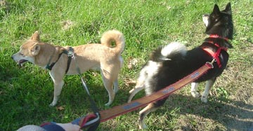 Nic and Kya walking nice