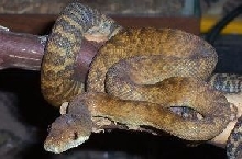 red moluccan baby