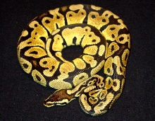 Blonde Pastel Female Yearling Ball Python