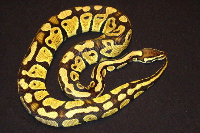 Blonde Pastel Male Yearling Ball Python