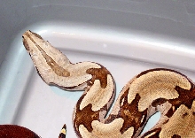 2001 female Suriname BCC