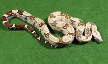 2003 Female #2