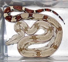2003 Female #3