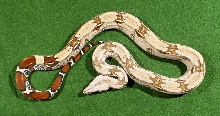 2003 Male #1