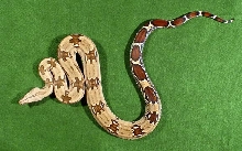 2003 Male #2